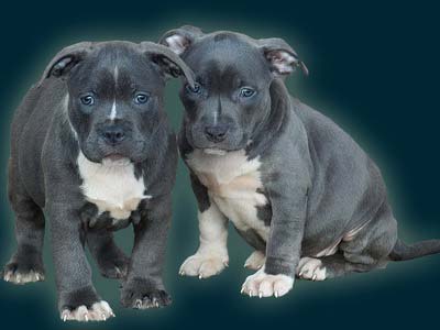 shy puppies